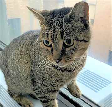 Photo of STRIPEY - LOVE SEEKING BOY!