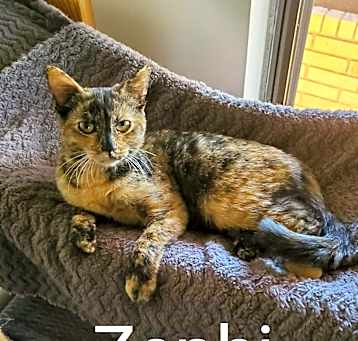 Photo of Zephi