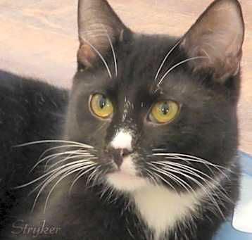 Photo of STRYKER