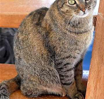 Photo of Kit kat