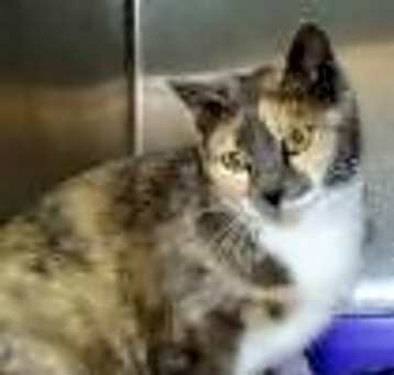 Photo of Bootsie (formerly Miranda)