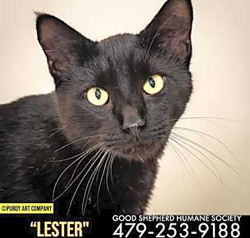 Photo of Lester