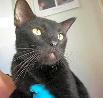 Photo of Onyx