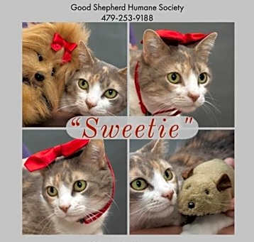 Photo of Sweetie