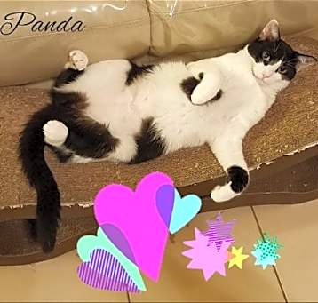 Photo of Panda