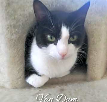 Photo of Van Dam