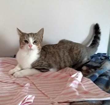 Photo of Tiger Lily