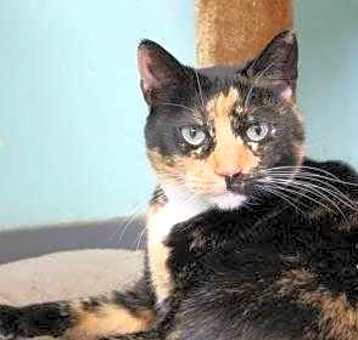 Photo of Lavender IN FOSTER
