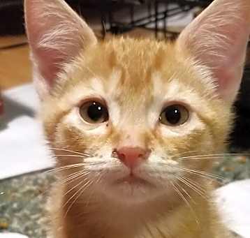 Photo of Milo
