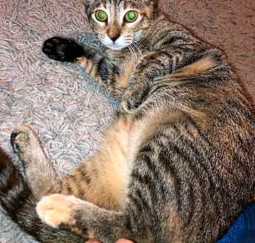 Photo of Timon