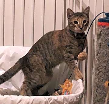 Photo of Pumba