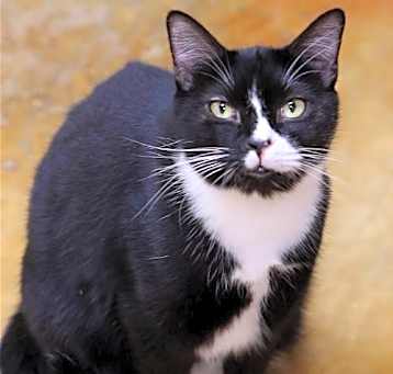 Photo of PIPER