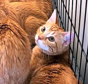 Photo of Jingles