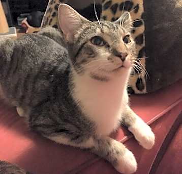 Photo of Chief