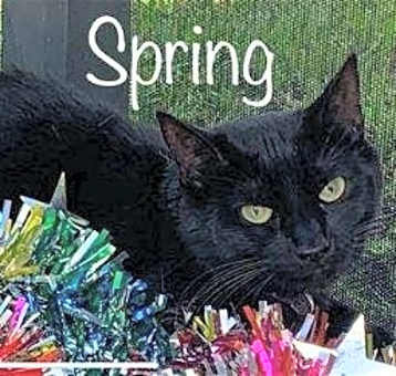 Photo of Spring