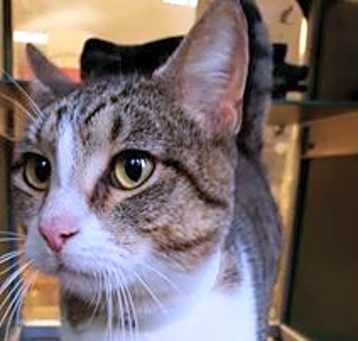 Photo of SHELDON