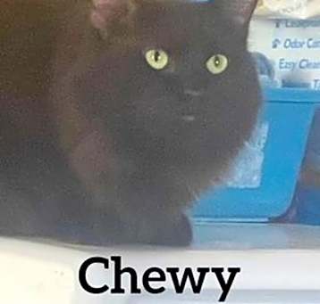 Photo of Chewy