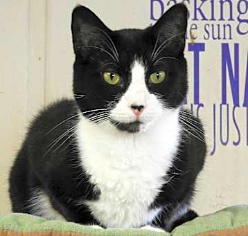 Photo of Tazz