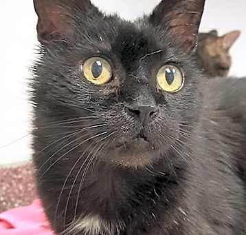 Photo of Chococat