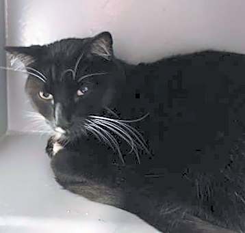 Photo of Baxter