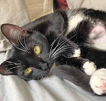 Photo of LEIA-Affectionate Princess