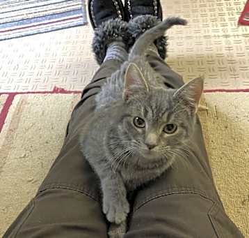 Photo of Feline Emmaline