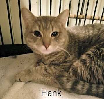 Photo of Hank