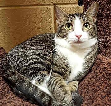 Photo of Hunter(Special Adoption Fee)