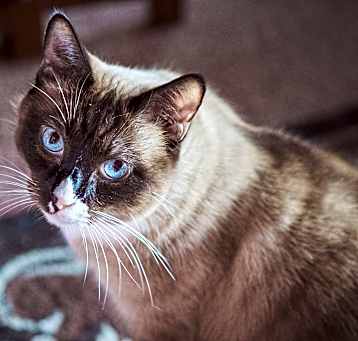 Photo of Tyke