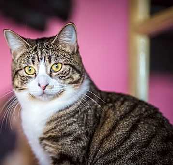 Photo of Rhea