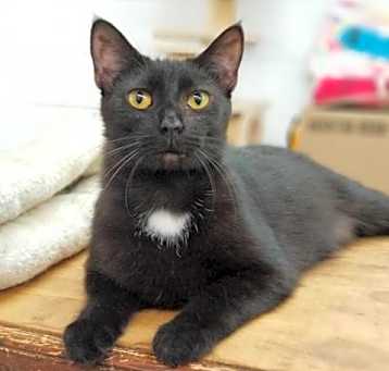 Photo of Soot