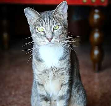 Photo of Dahlia