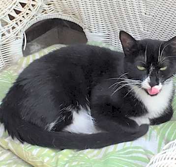 Photo of Oakley