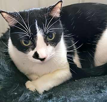 Photo of Buddy