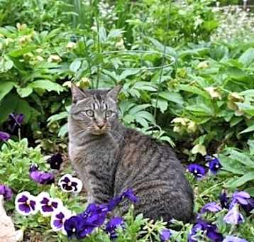 Photo of Peppa (Rosarita)