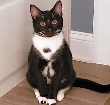 Photo of Jasper and Jett BONDED PAIR