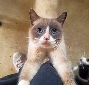 Photo of Oscar