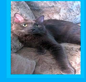 Photo of Caius