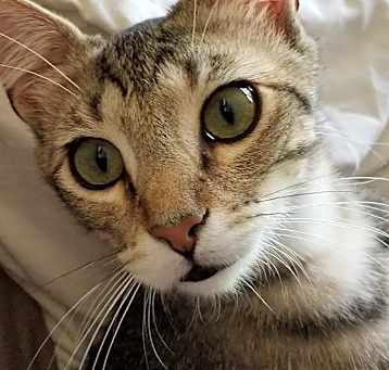 Photo of FESTUS