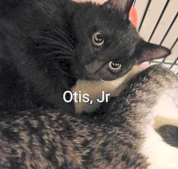 Photo of Otis jr