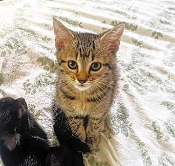 Photo of Angel
