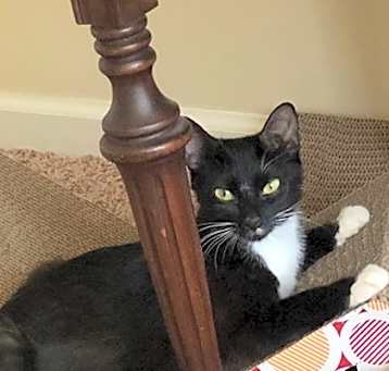 Photo of Annie 4
