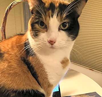 Photo of Gypsy
