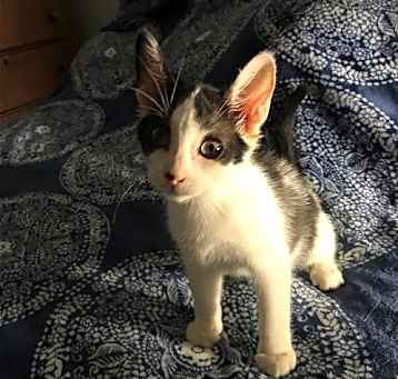 Photo of Hassan