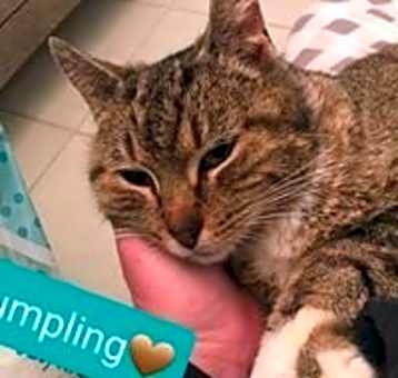 Photo of Dumpling