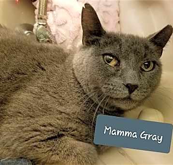 Photo of Mamma Gray