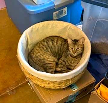 Photo of Gizmo