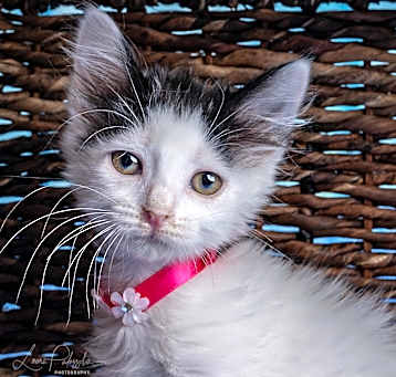 Photo of Poppy
