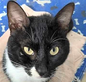 Photo of Dexter