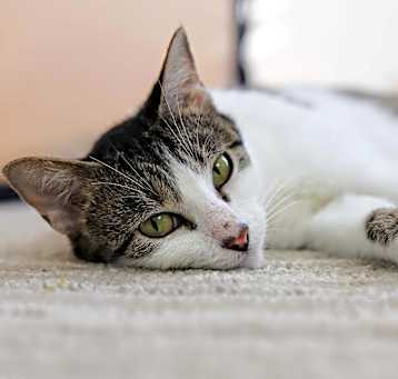 Photo of Maya